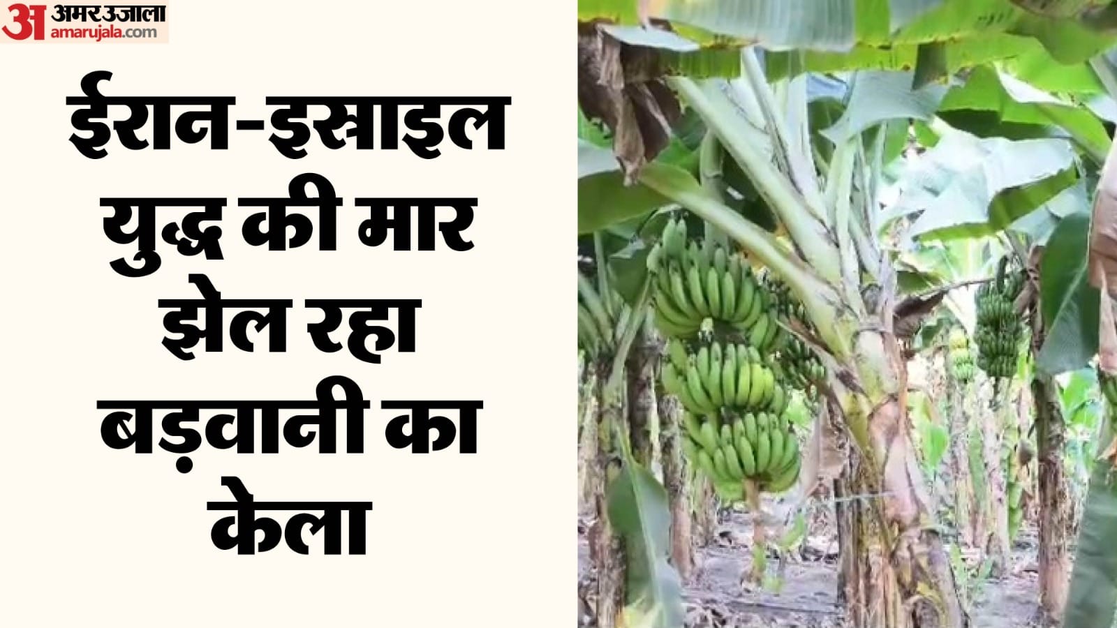 बड़वानी केले की फसल पर युद्ध का प्रभाव पड़ रहा है।