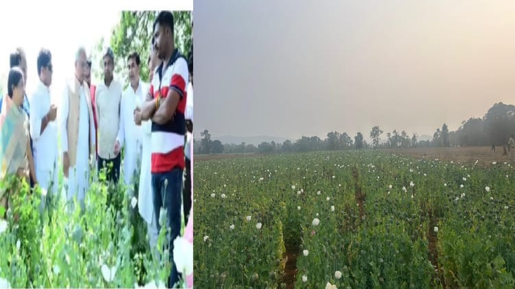 CG: कांग्रेस बोली- प्रदेश में फल-फूल रहा नशे का कारोबार, दुर्ग के बाद बलरामपुर में भी लहलहा रही नशीली फसल