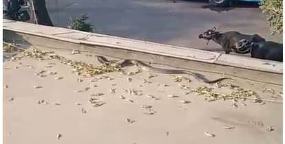 Black Cobra Spotted on Showroom Roof in Agra Video Goes Viral