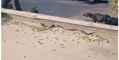 Black Cobra Spotted on Showroom Roof in Agra Video Goes Viral