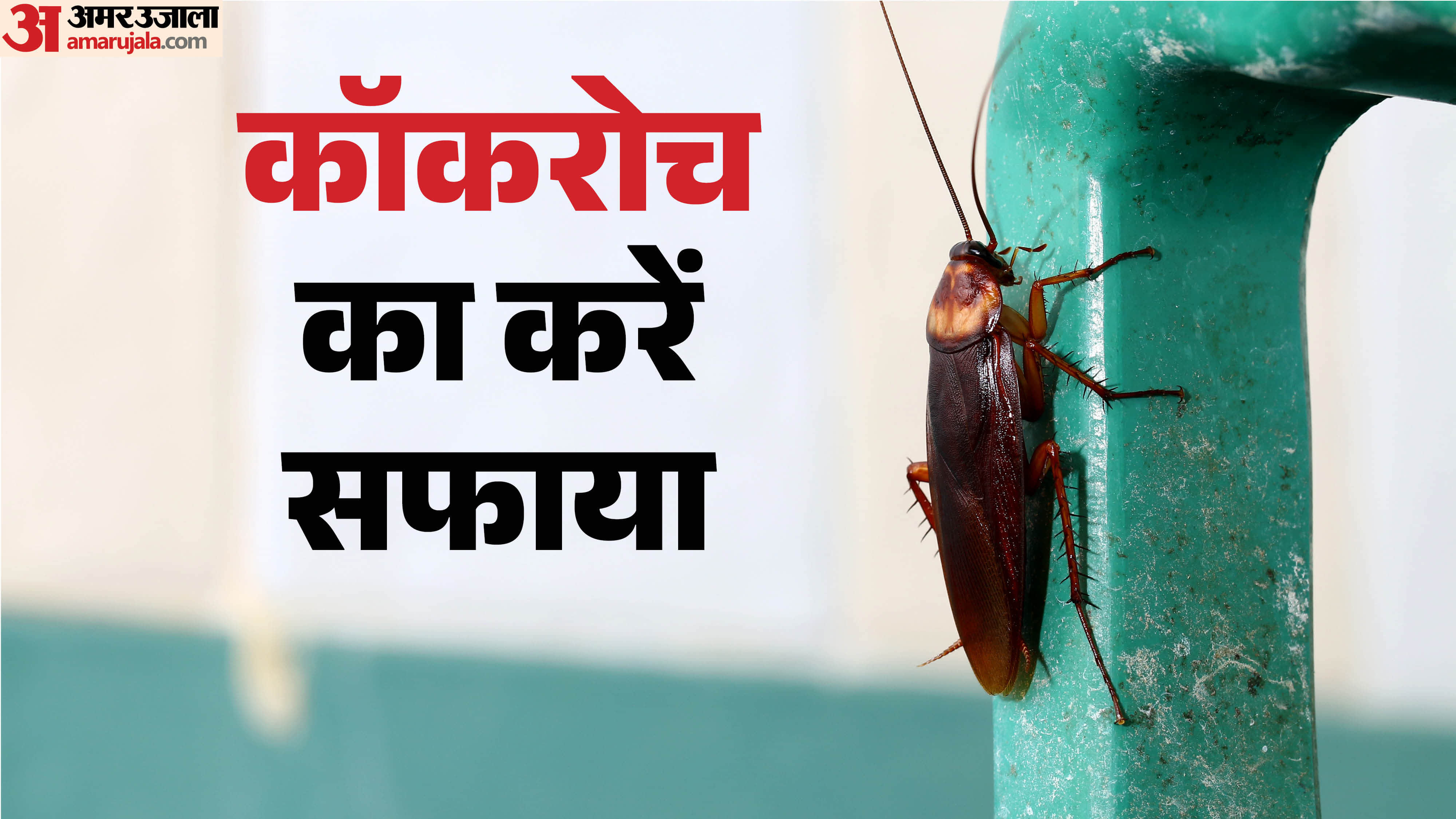 how to get rid of cockroaches overnight home remedies  cockroach kaise bhagaye gharelu upay