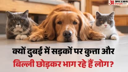 US Israel Iran War Dogs tied, kittens left in boxes as residents rush to leave Dubai amid crisis