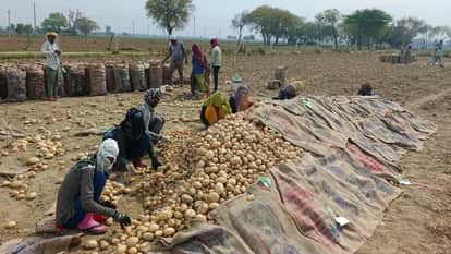 Potato bidding in the fields