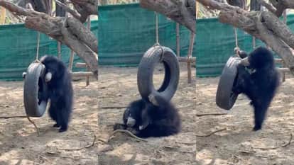 Orphan Bear Cub Jenny Finds a New Life at Agra Rescue Centre