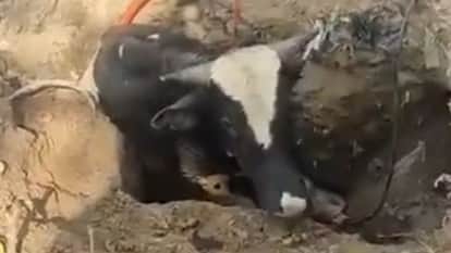 Animal falls into open pit on Kachha Malak Road Jagraon