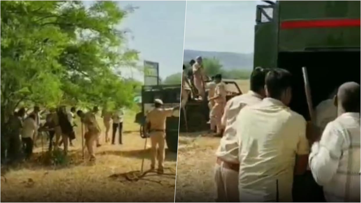 Sawai Madhopur News: Tiger T-2407 Found in Ramsinghpura Fields, Radio-Collared and Released Back into Forest