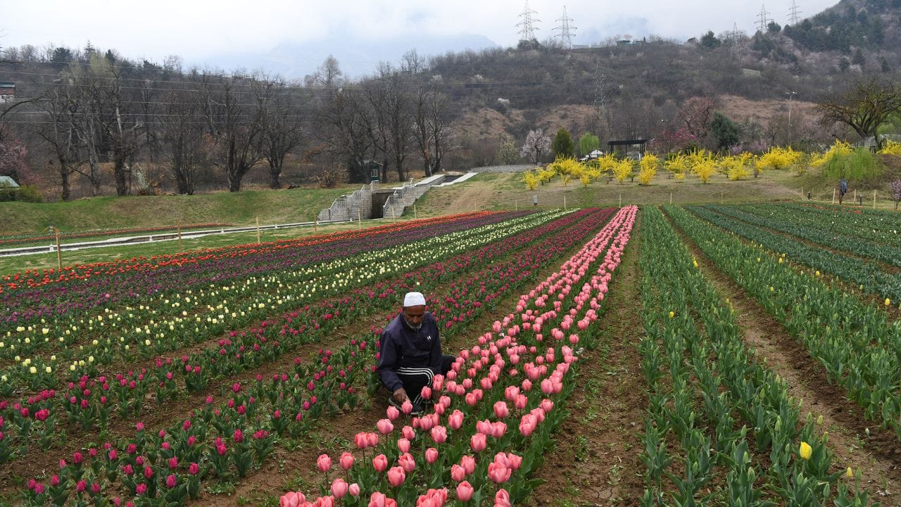 Tulip garden will be thrown open for public on 16 March