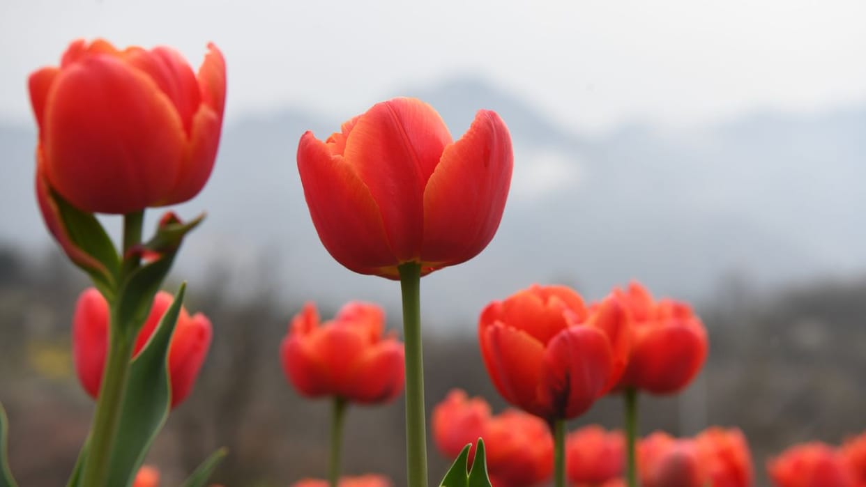 Tulip garden will be thrown open for public on 16 March