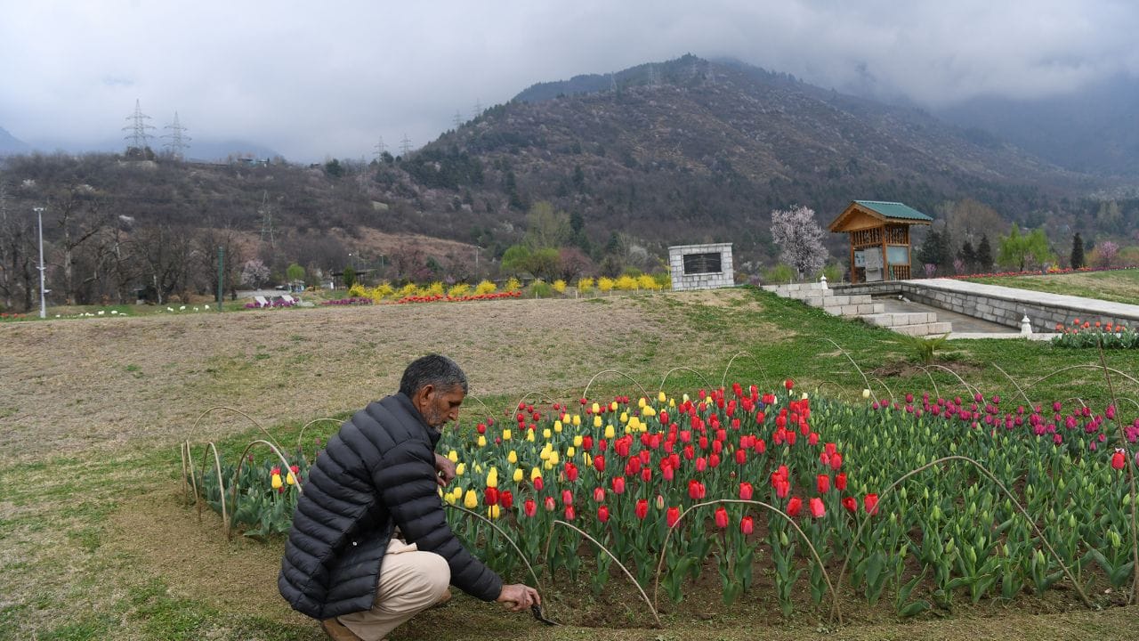 Tulip garden will be thrown open for public on 16 March