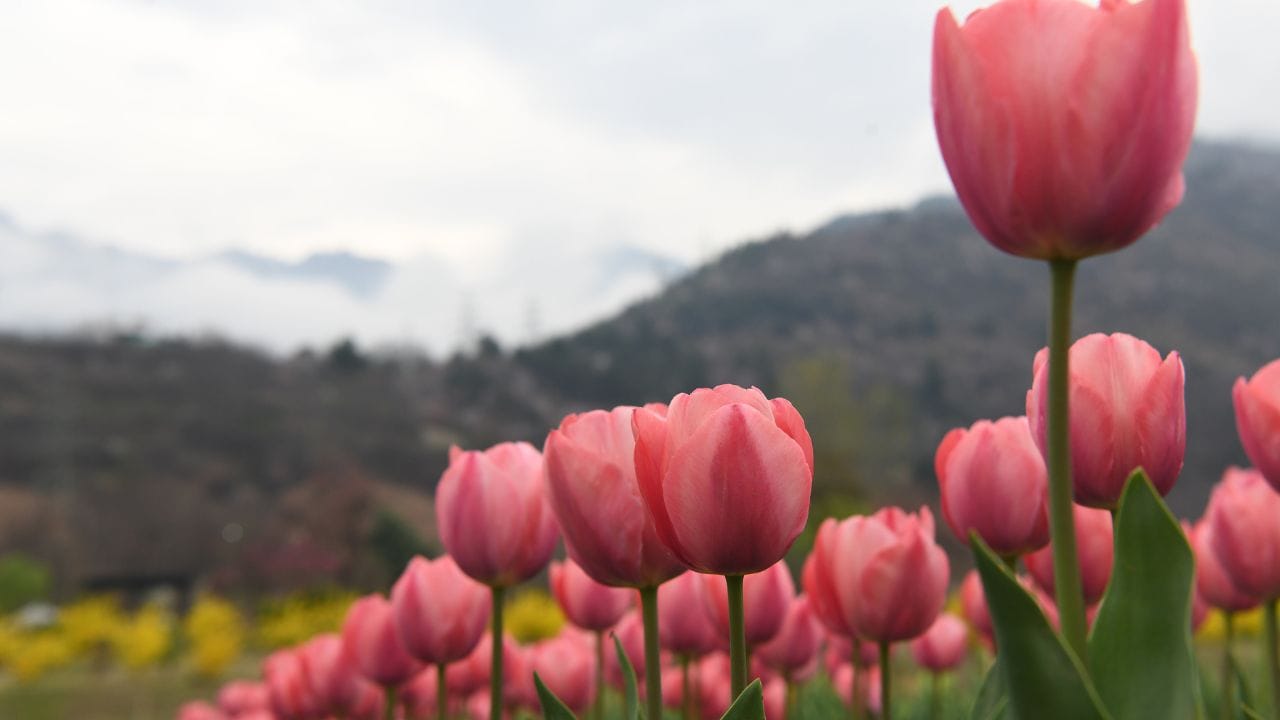 Tulip garden will be thrown open for public on 16 March