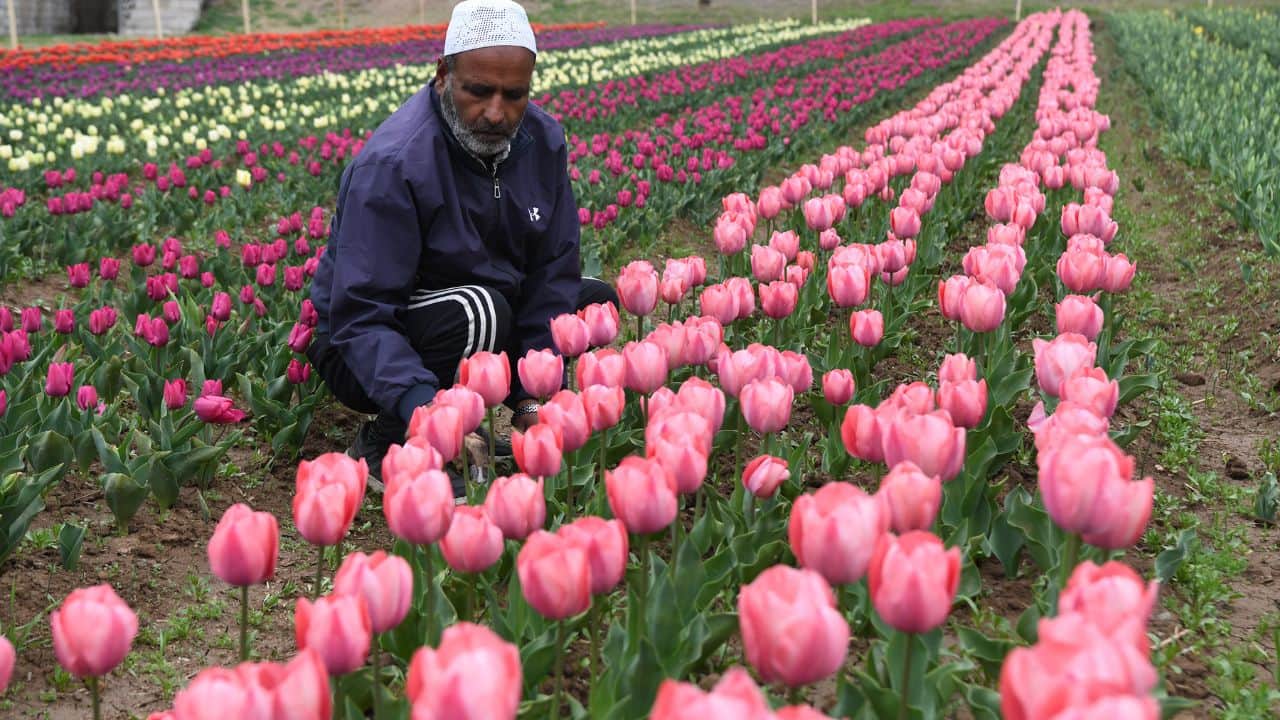 Tulip garden will be thrown open for public on 16 March