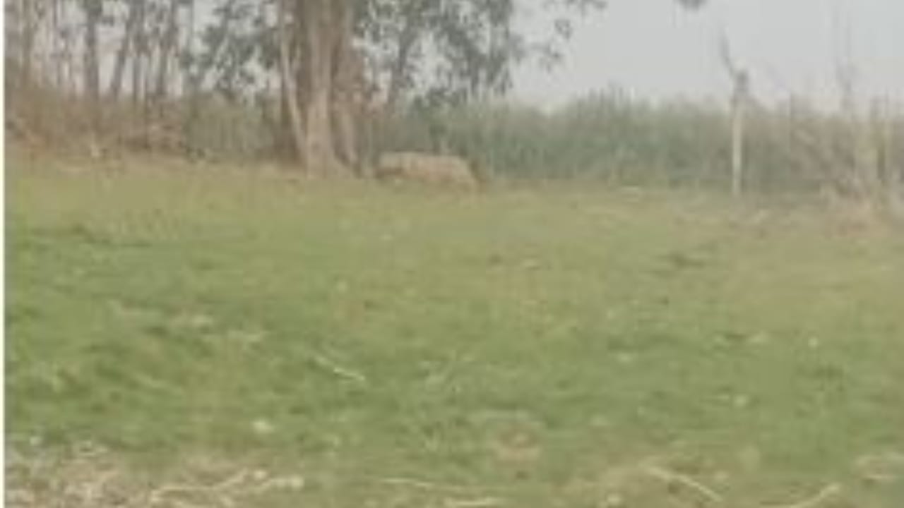 खेत में दिखा वन्यजीव