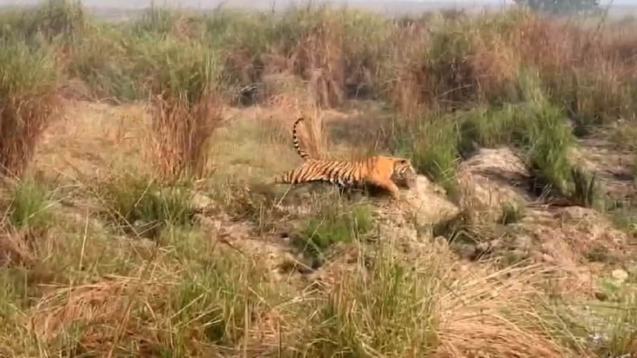 शिकार के पीछे दौड़ता बाघ