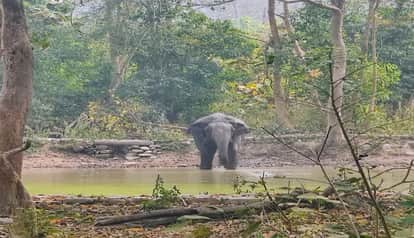 elephant entered Chorajali village late at night and caused extensive damage to wheat crops in kaladhungi