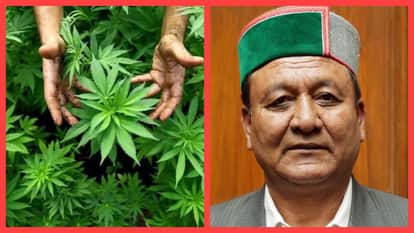 Himachal Horticulture Minister next cabinet meeting cultivation of cannabis legalized in the state