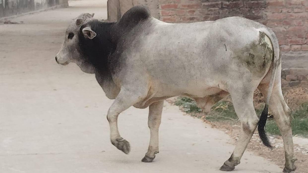Bijnor: Farmer strikes repeatedly with a spear at a charging bull; animal dies after writhing in agony