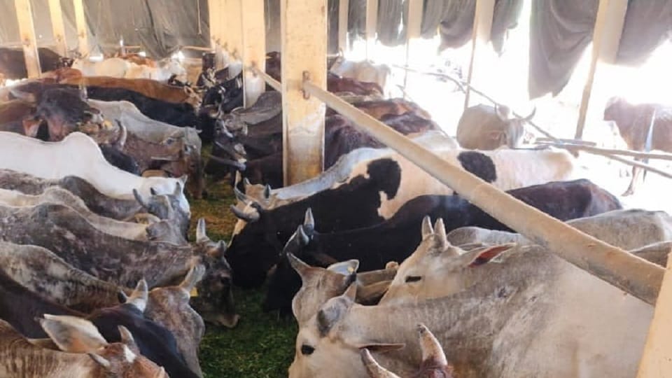 21,420 Cattle Sheltered in 90 Cow Shelters in Agra