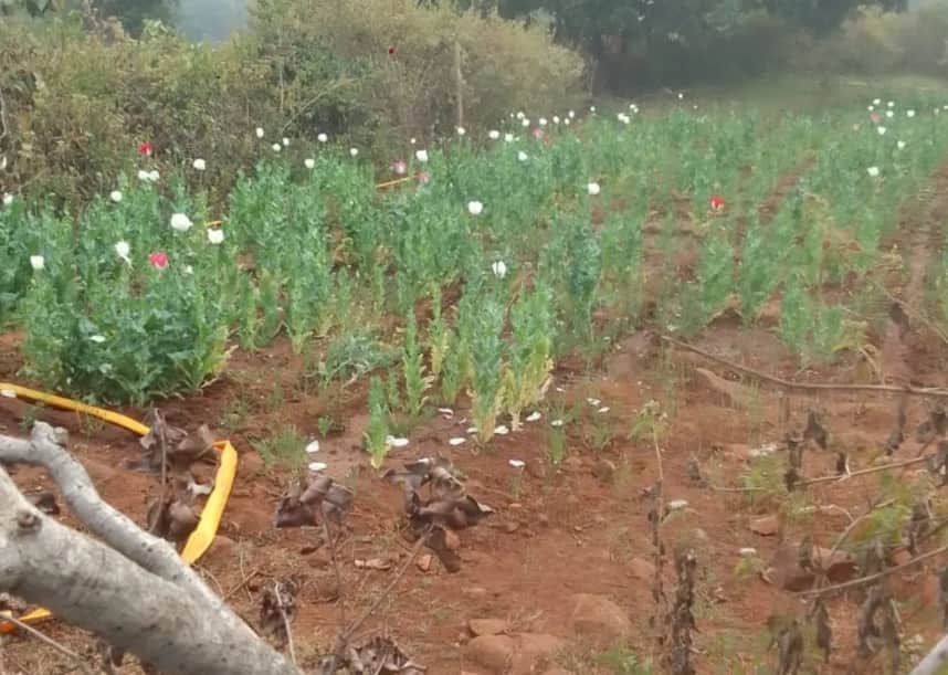 अफीम की खेती