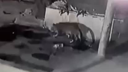 Leopard spotted in Sector 29 residential area, captured on CCTV