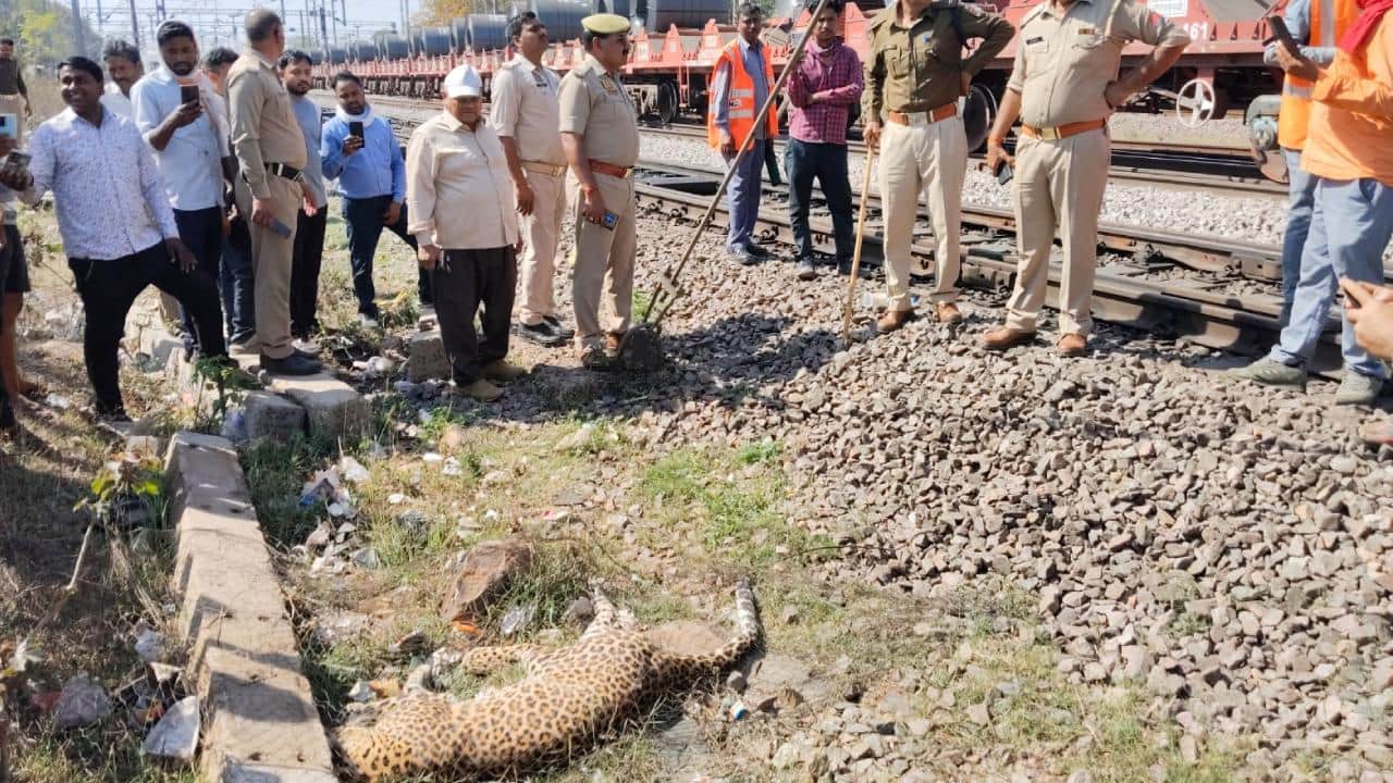 घायल तेंदुए के पास खड़ी वन विभाग टीम व स्थानीय लोग।