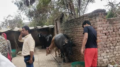 municipal corporation team took action against cattle shed on road