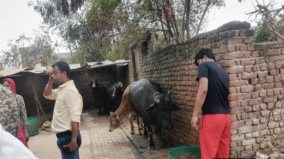municipal corporation team took action against cattle shed on road