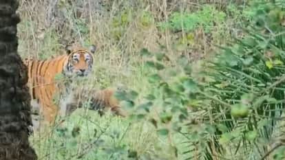 Alwar News: Tigress ST-17 Gives Birth to Three Cubs in Sariska, Tiger Population Rises to 53