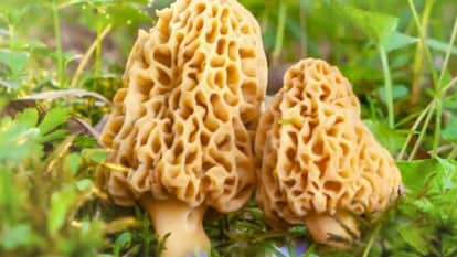 Himachal Gucchi endowed with medicinal properties is vanishing not only from markets but also from the forests