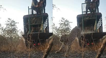 Chitrakoot Leopard Released into Ranipur Tiger Reserve Will Now Roam Freely in the Forests of Markundi