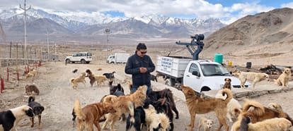 Chamba Animal Welfare Centre is taking care of more than 500 stray dogs.
