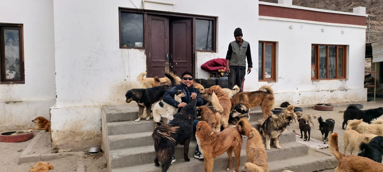 Chamba Animal Welfare Centre is taking care of more than 500 stray dogs.