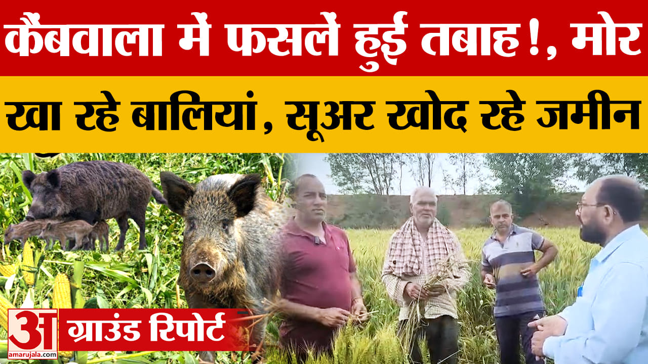 Chandigarh: जंगली जानवरों से किसानों की फसल बर्बाद, गांव कैंबवाला में 200 एकड़ गेहूं को नुकसान