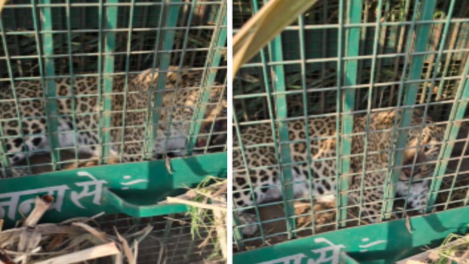 Bijnor: Leopard trapped in cage in Matauraman village of Bijnor, Forest Department claims capture