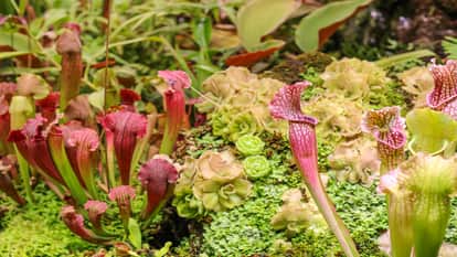 Rare plant species rediscovered in Arunachal after 189 years