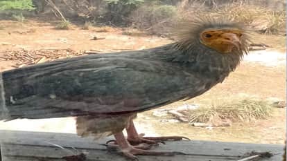 Rare white vulture enters Aligarh