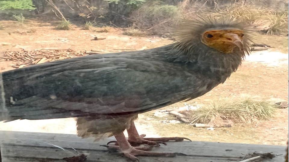 तालानगरी में दिखा सफेद गिद्ध