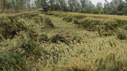 Wheat Crop Flattened by Strong Winds and Rain in Bareilly