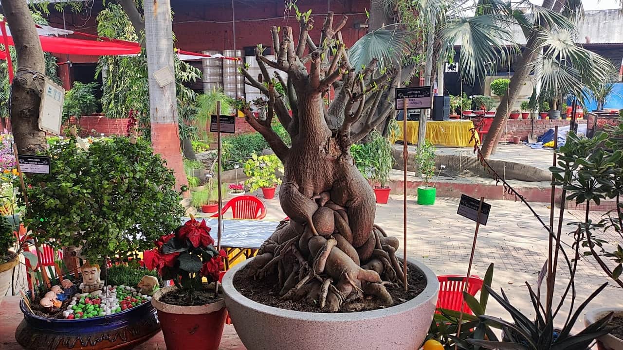 Amar Ujala Flower Exhibition Nature Lovers Delighted by Colorful Flowers in Bareilly