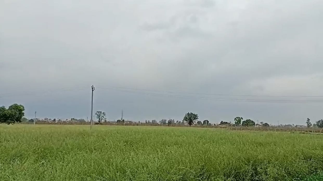 Weather Takes Turn in Haryana Farmers Concerned Over Mustard Crop Rain and Storm Alert Issued for March 15-16