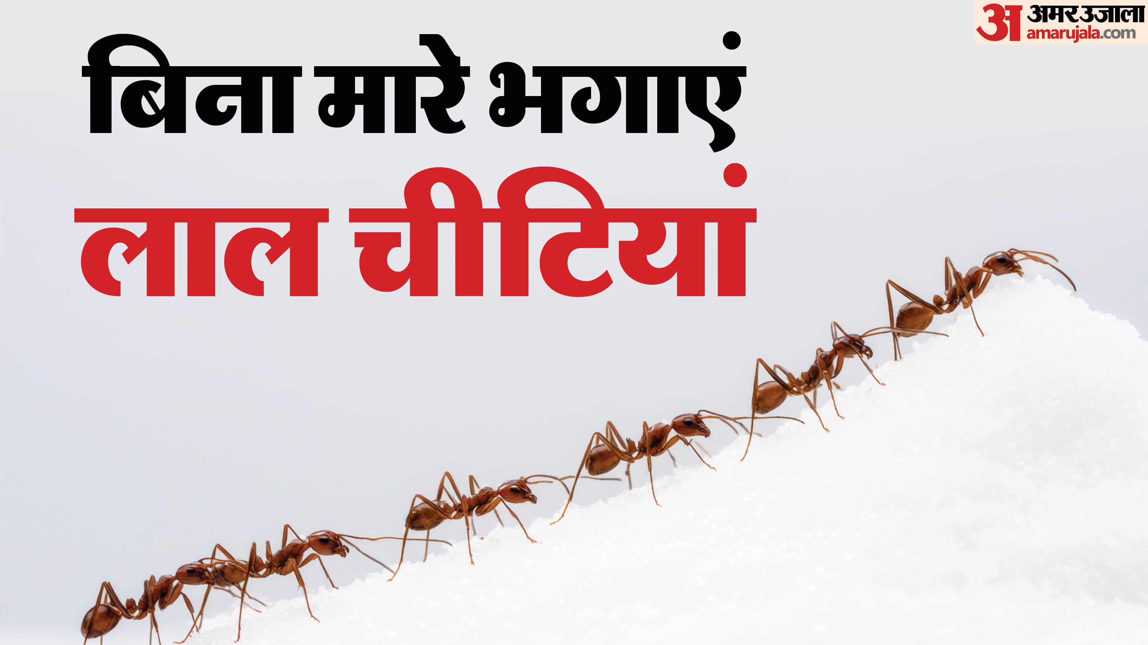 how to get rid of red ants in the house naturally lal chiti ko kaise bhagaye gharelu upay