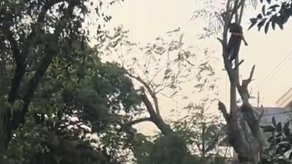 Kanpur: Youth Dies After Touching HT Line While Climbing Tree; Police Working on Identification