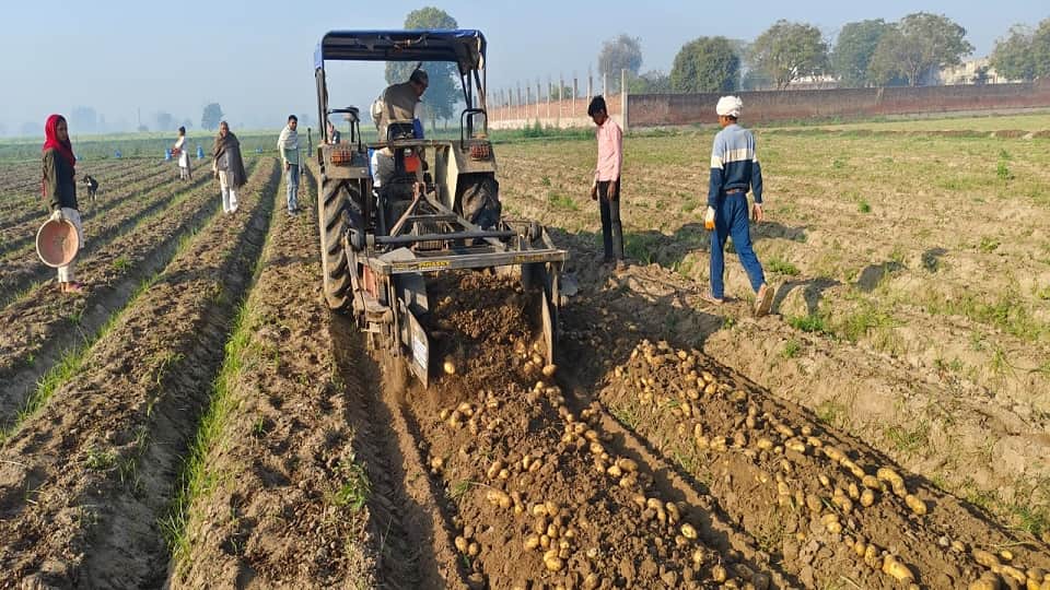 अतरौली में ट्रैक्टर से आलू की खोदाई करता किसान