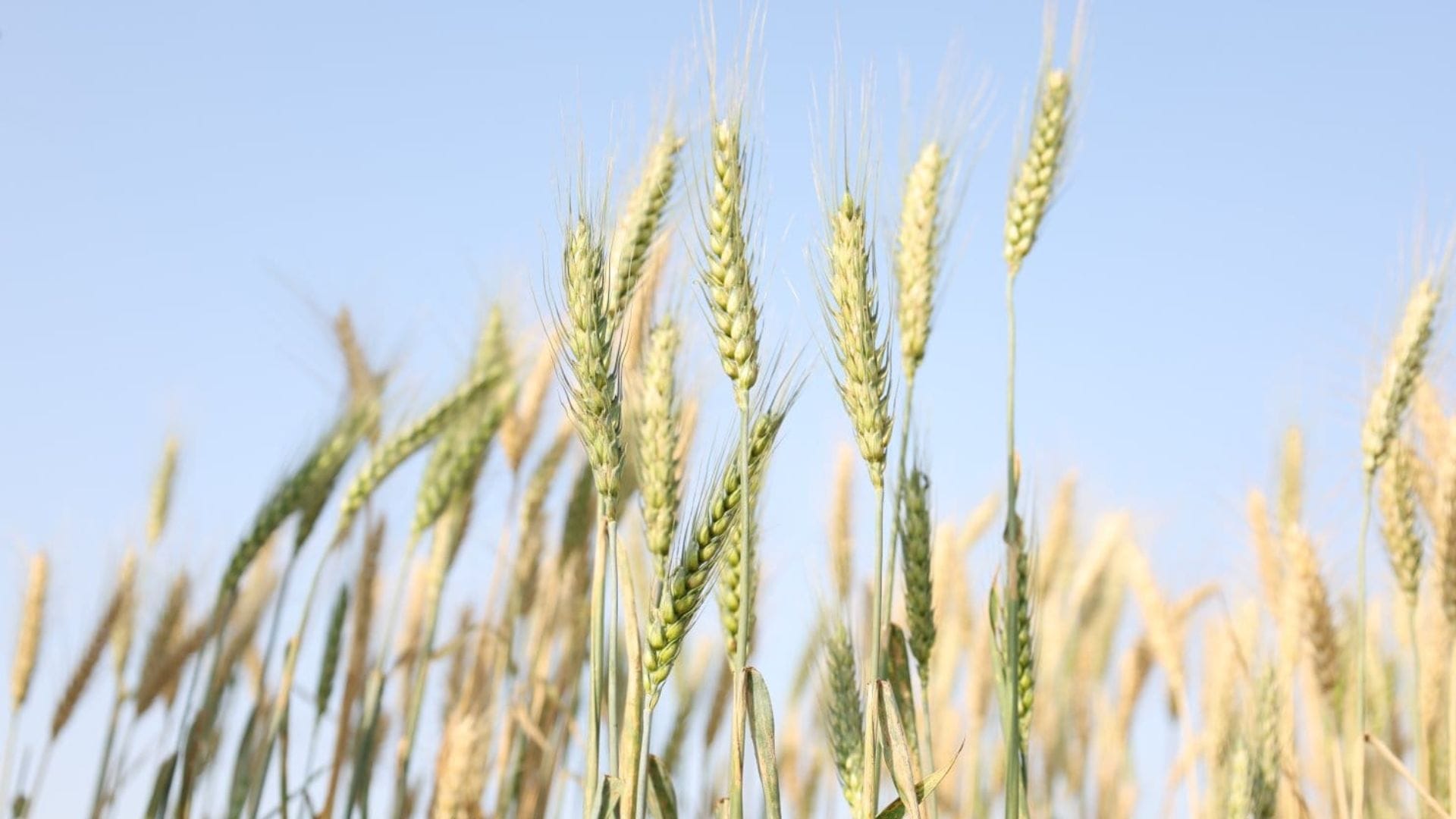 Rising temperatures could reduce wheat crop yields in Varanasi