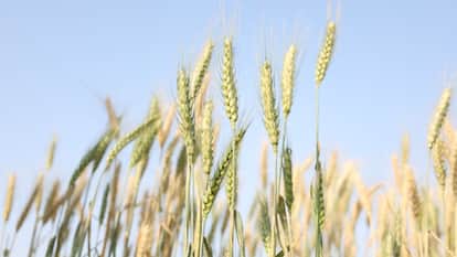 Rising temperatures could reduce wheat crop yields in Varanasi
