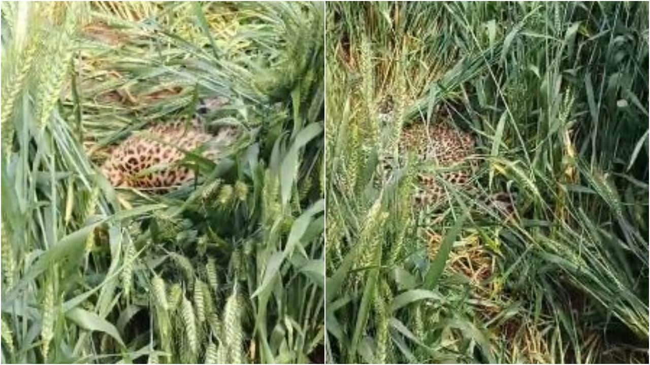 गेहूं के खेत में पड़ा तेंदुआ