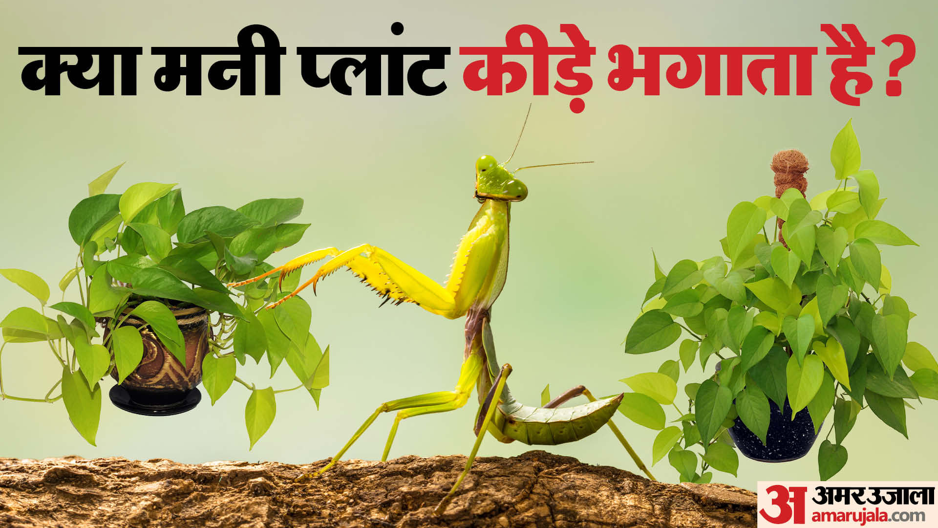 Money Plant:मनी प्लांट लगाने से कीड़े-मकोड़े नहीं आते? जानिए असली वजह ...