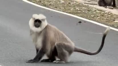 Himachal Rare Chamba Sacred Langurs Spotted in the Tribal Region of Pangi