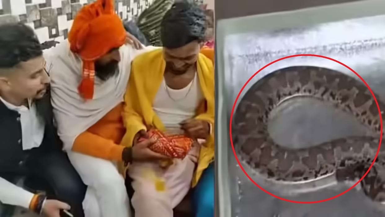Viral Video Rohtas Dulha Saanp Gift Groom Receives Live Snake As Wedding Gift From Friend Snake News