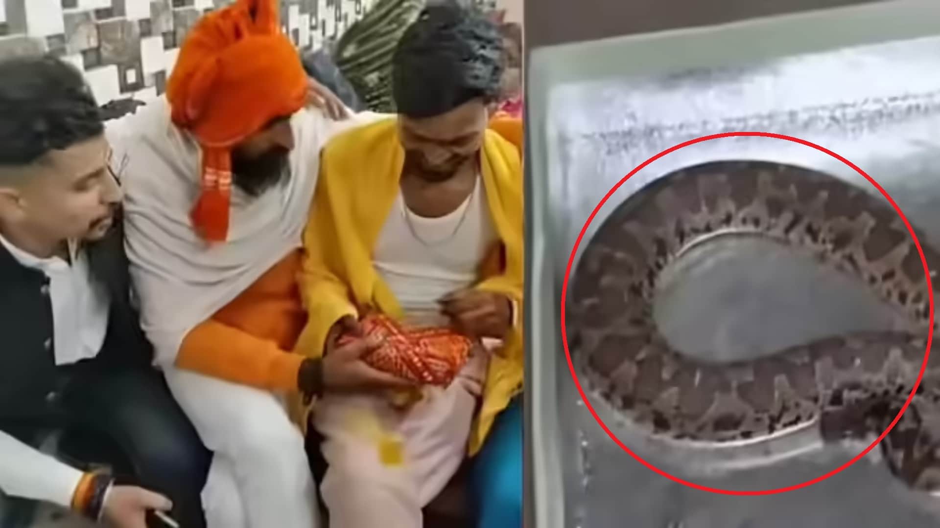शादी में दोस्त ने तोहफे में दिया जहरीला सांप, मिठाई का डिब्बा खोलते ही दूल्हे की हालत हुई खराब