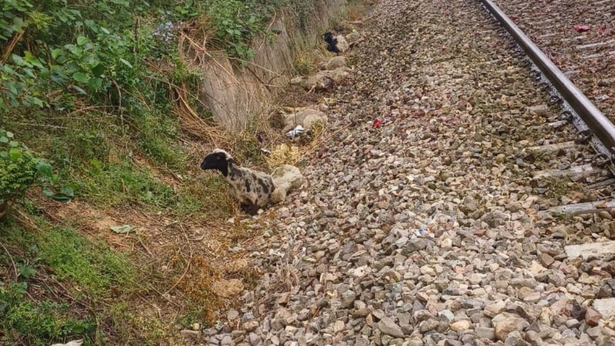 Himachal News 60 Sheep and Goats Killed After Being Struck by a Train in Una
